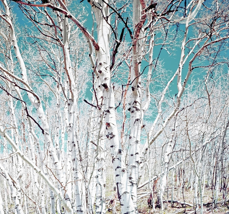 Nature Photograph - Birch trees by Mango Art