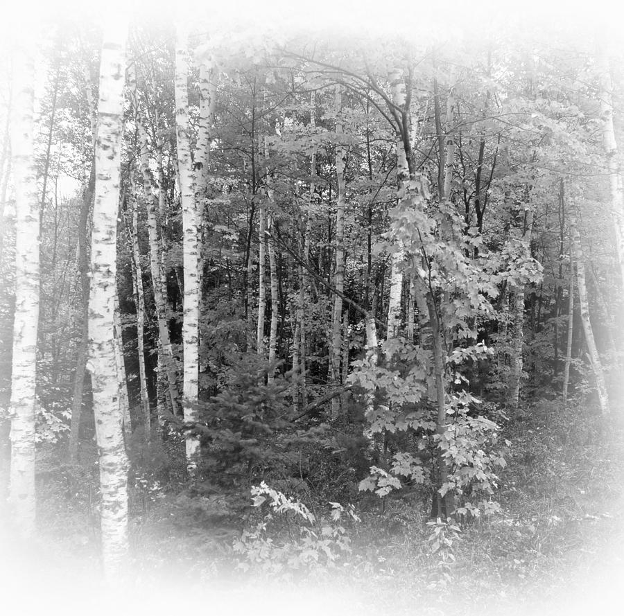 Tree Photograph - Birch Trees of Michigan Vignetted by James C Richardson