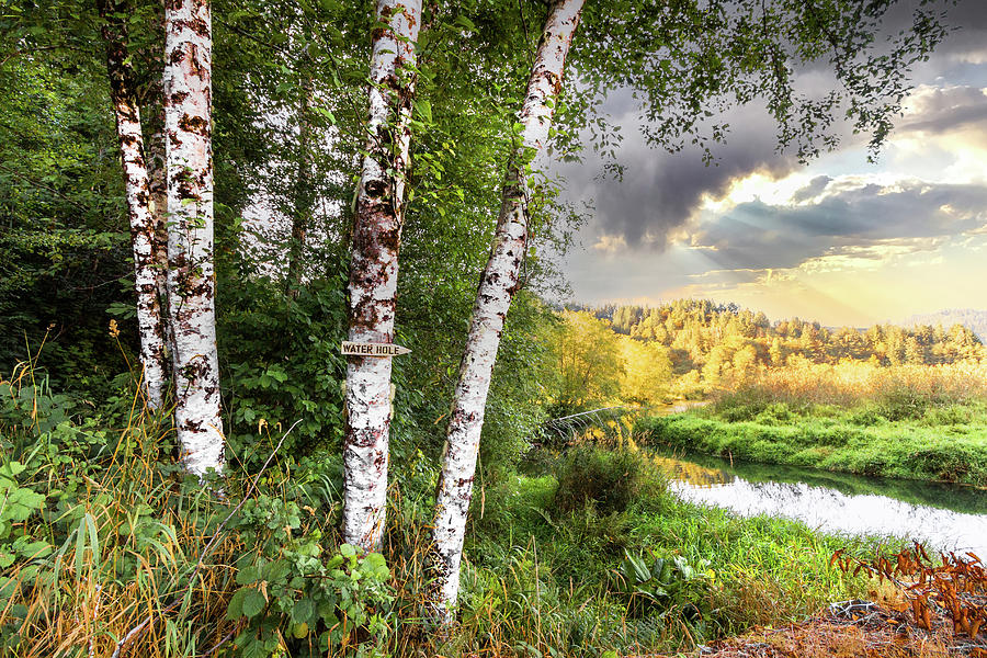 Birch Trees on the Edge of the Marsh Photograph by Debra and Dave Vanderlaan