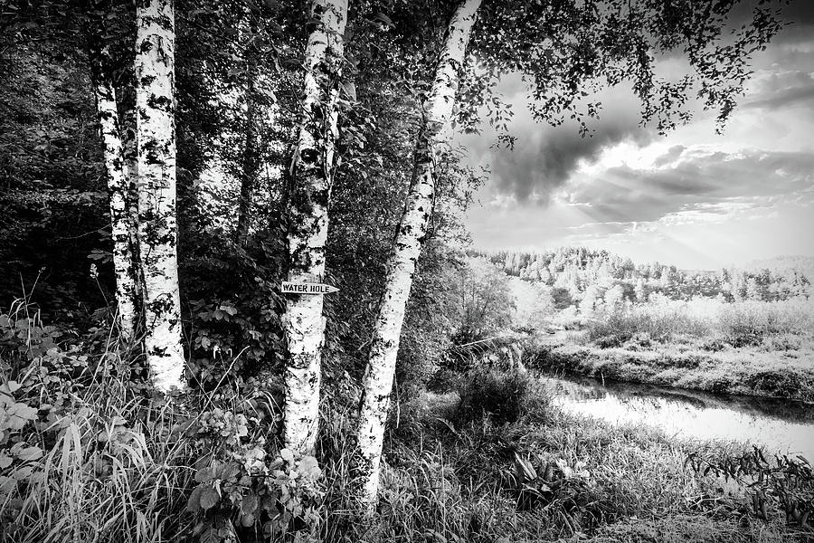 Birch Trees on the Edge of the Marsh in Black and White Photograph by Debra and Dave Vanderlaan
