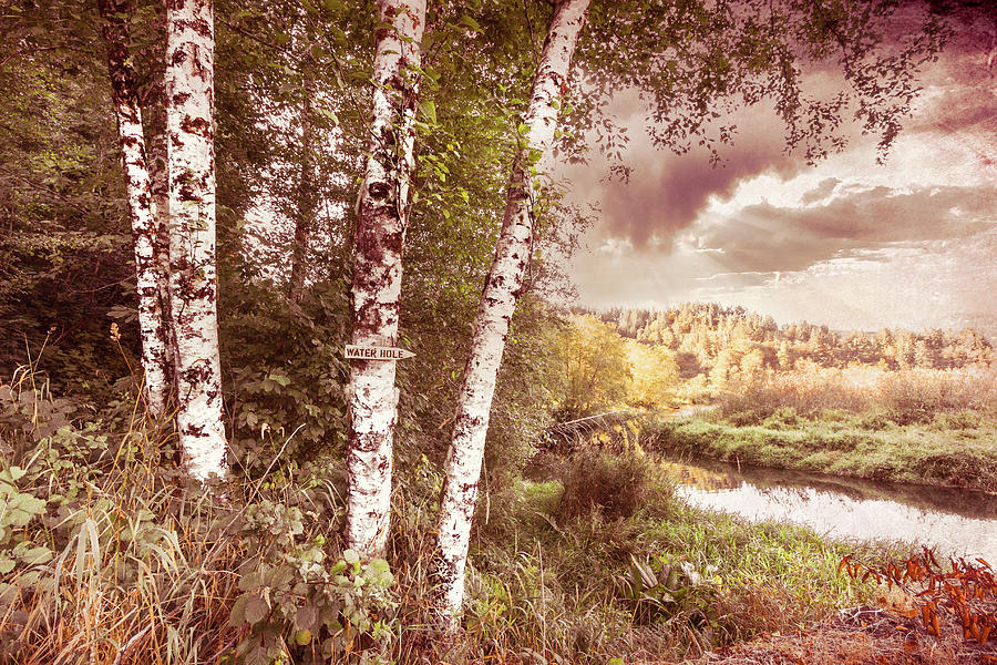 Birch Trees on the Edge of the Marsh in Vintage Tones Photograph by Debra and Dave Vanderlaan