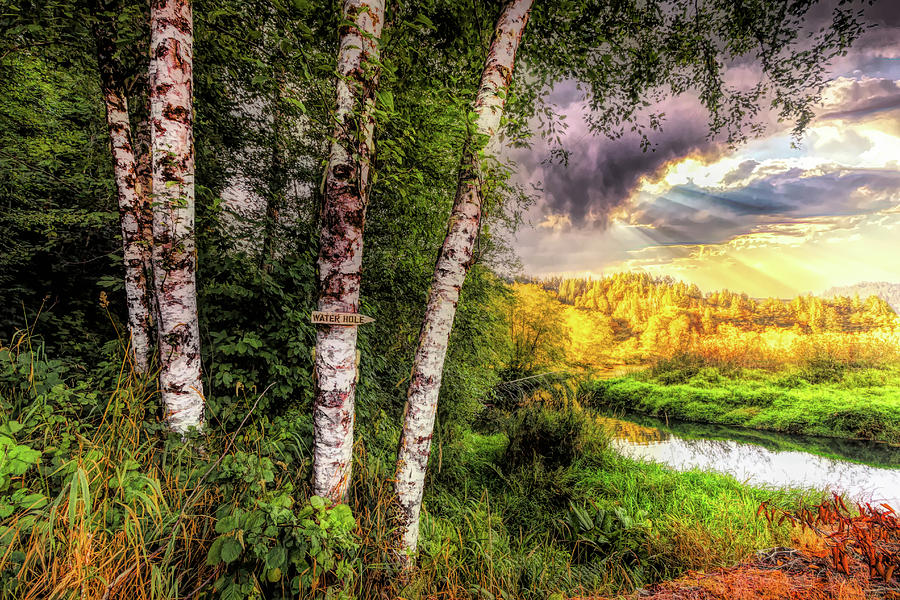 Birch Trees on the Edge of the Marsh Oil Painting Photograph by Debra and Dave Vanderlaan
