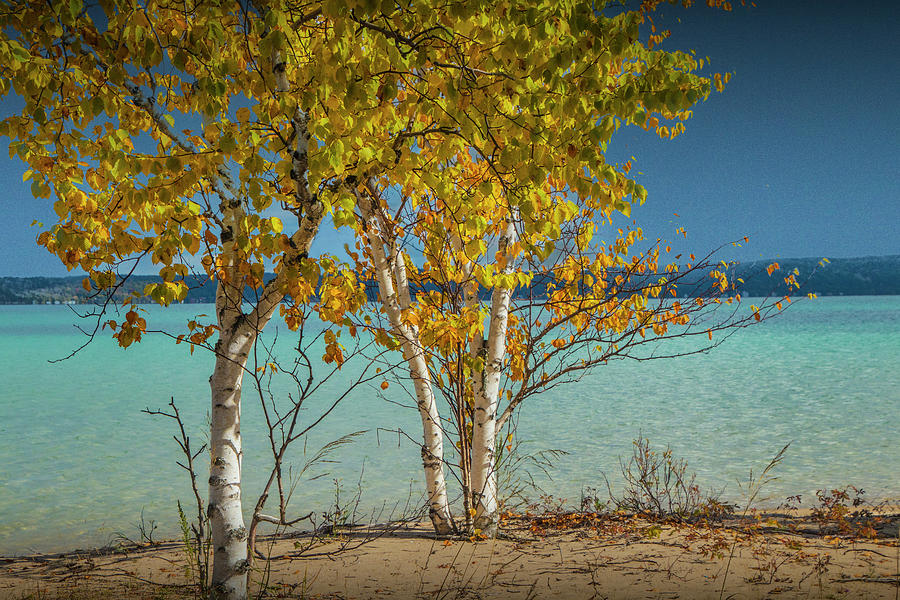 Birch Trees on the shore of Crystal Lake Photograph by Randall Nyhof