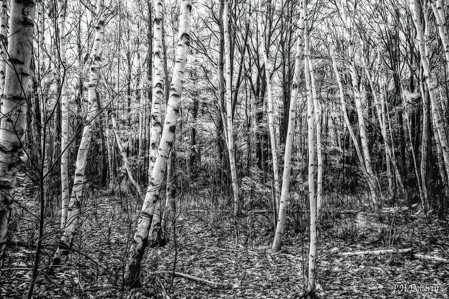 Black And White Digital Art - Birch Trees by Phill Doherty