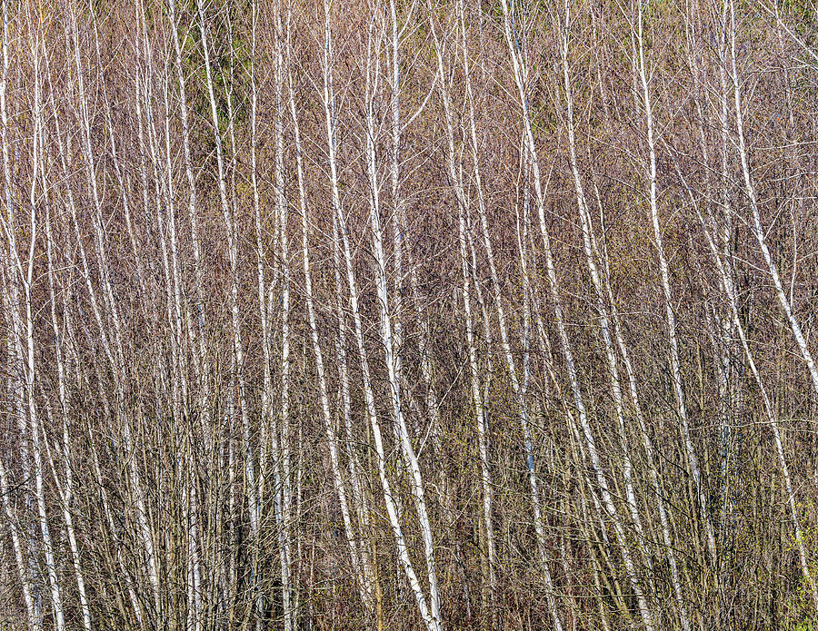 Birch trees Photograph by Rob Huntley