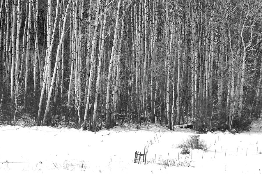 Birch trees Photograph by Ron Roberts