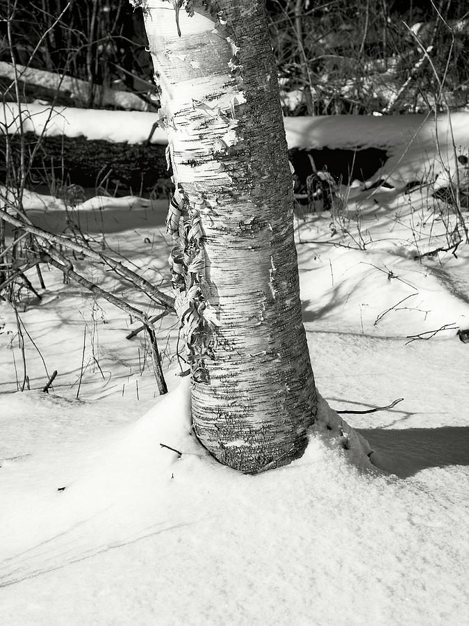Birch Trees Trunk, UW Arboretum, Madison, WI Photograph by Steven Ralser