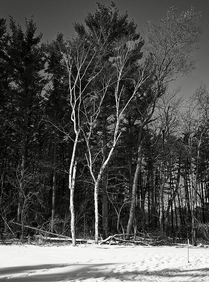 Birch Trees, UW Arboretum, Madison, WI Photograph by Steven Ralser