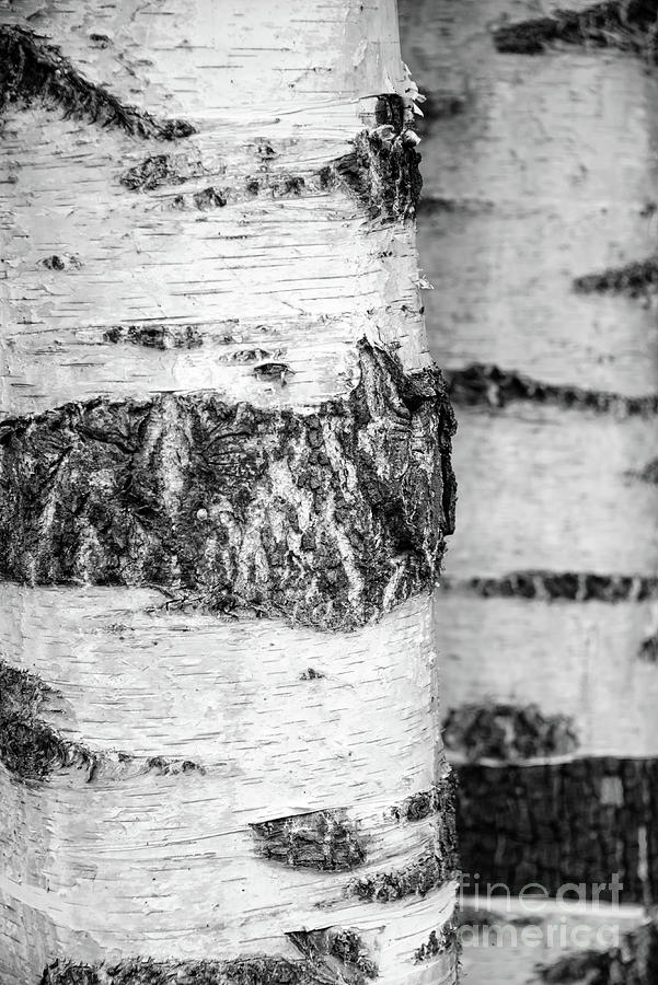 Birch trunk abstract Photograph by Delphimages Photo Creations