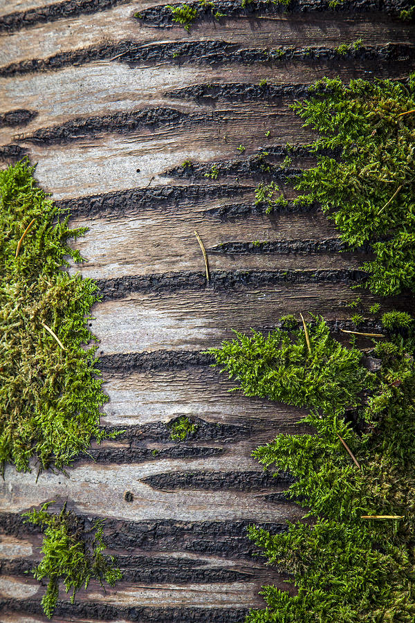Birch trunk with moss on it Photograph by © Santiago Urquijo