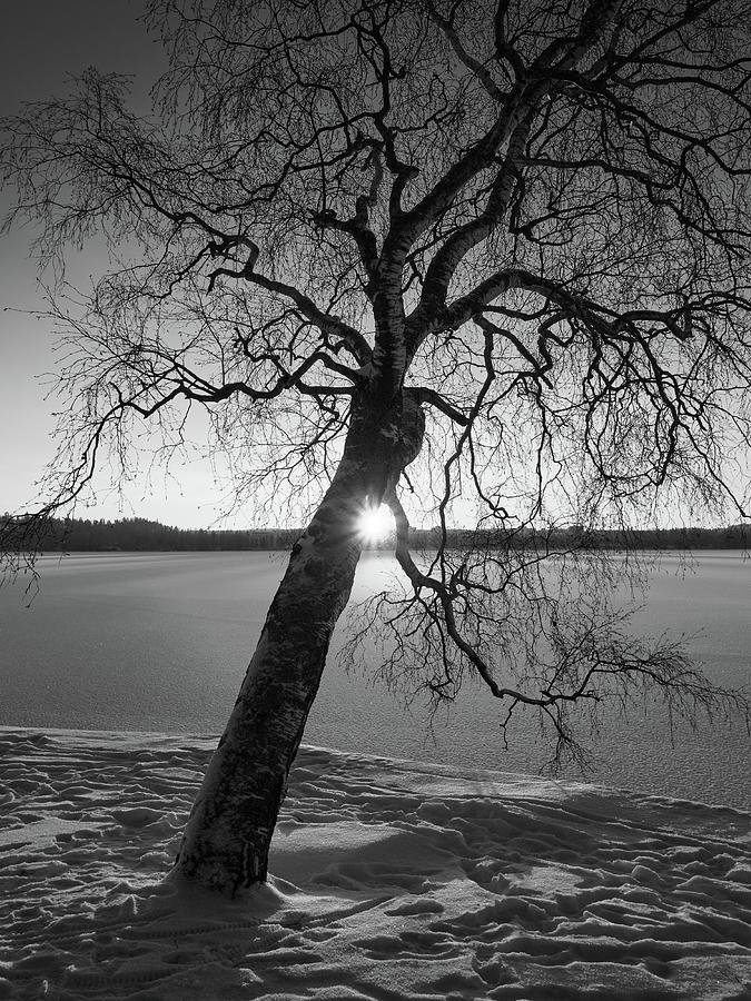 Birch with the sun  bw Photograph by Jouko Lehto