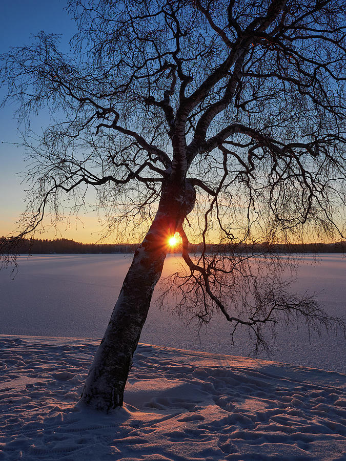 Birch with the sun Photograph by Jouko Lehto