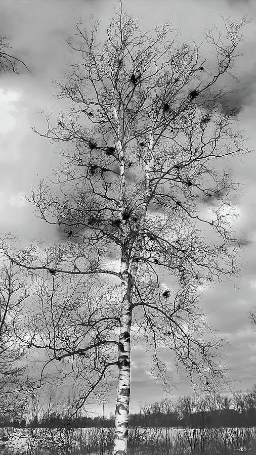 Birch with Witches Brooms Photograph by Elaine Berger