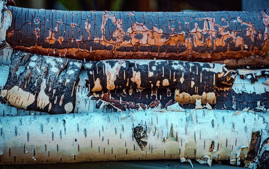 Birch wood close up texture Photograph by Lilia S