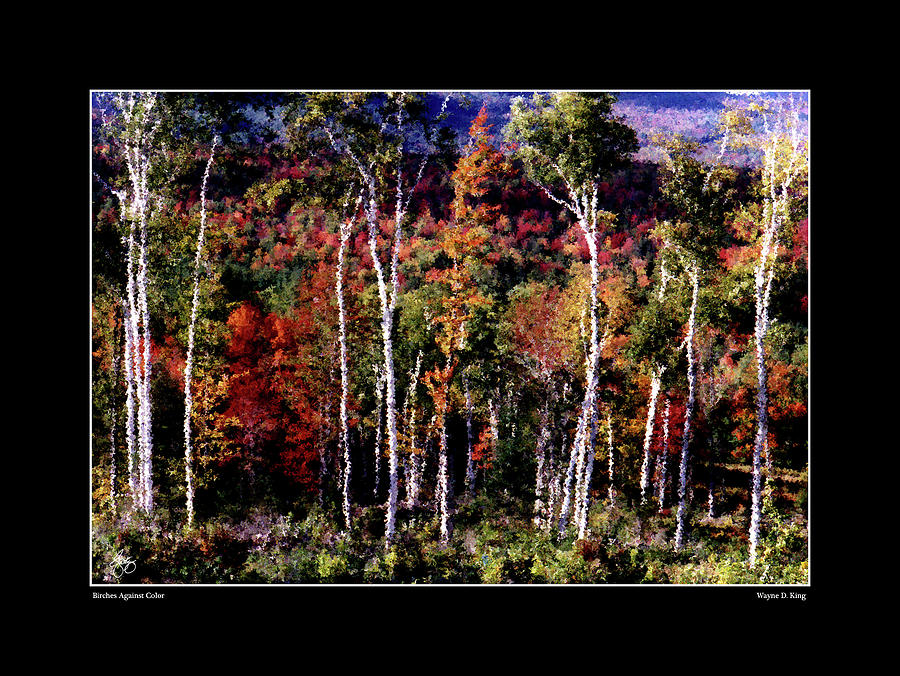 Birches Against Color Poster Photograph by Wayne King