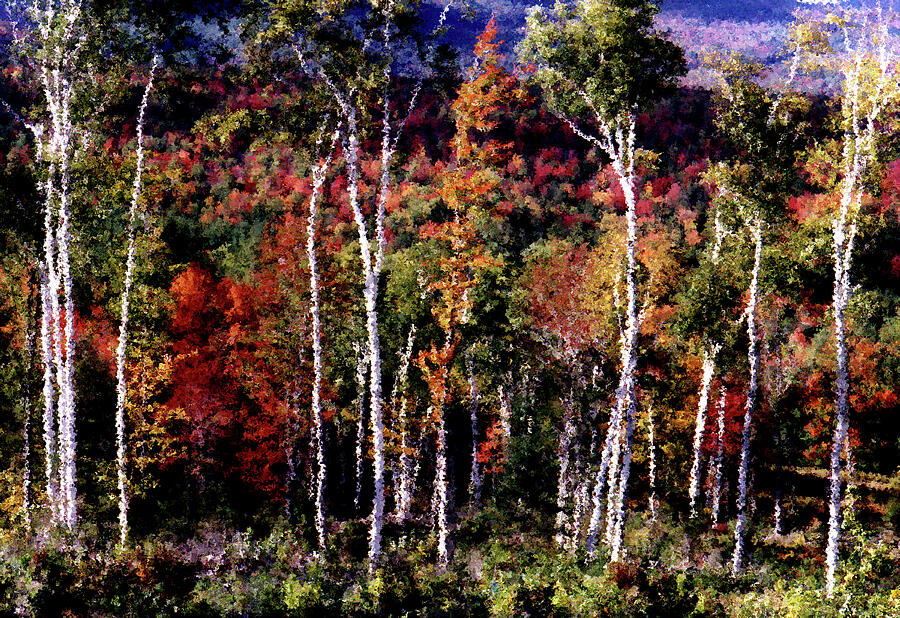 Birches Against Color Photograph by Wayne King