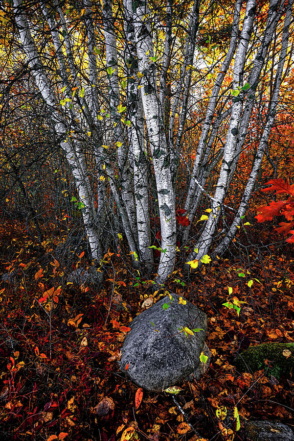 Birches and Autumn Color 2 Photograph by Marty Saccone
