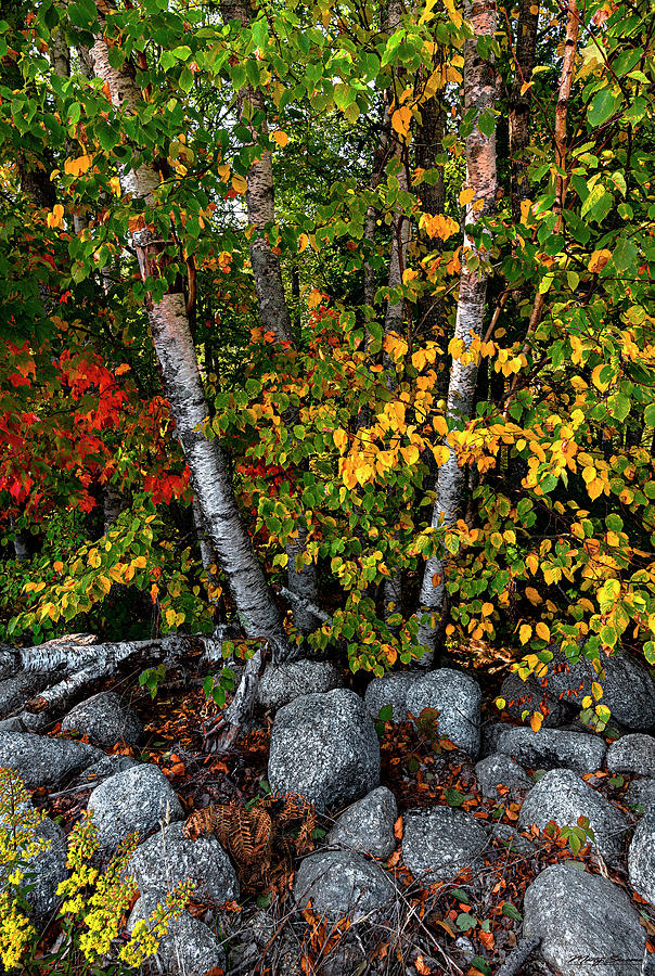 Birches and Boulders Autumn Display Photograph by Marty Saccone