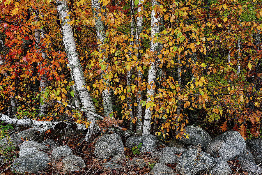 Birches and Boulders Photograph by Marty Saccone