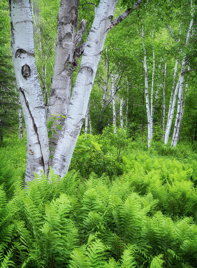 Birches and Ferns Photograph by Darylann Leonard Photography