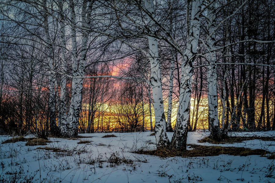 Birches at sunset Photograph by Igor Klyakhin - Fine Art America