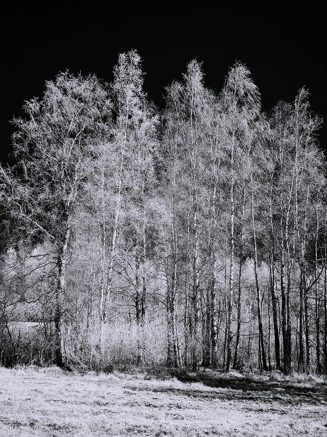Birches birches II. Infrared photography bw Photograph by Jouko Lehto