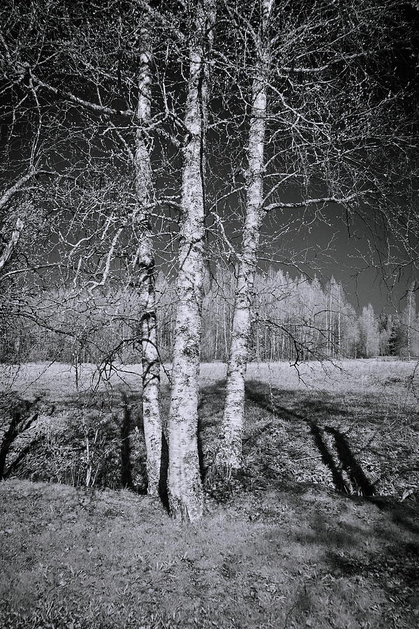 Birches birches. Infrared photography bw Photograph by Jouko Lehto