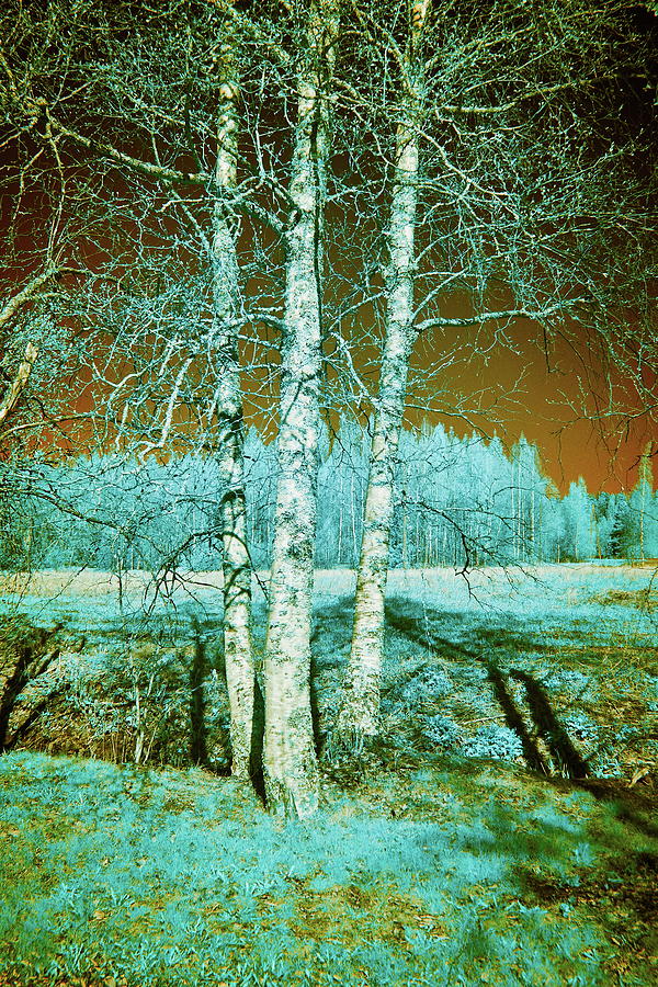 Birches birches. Infrared photography Photograph by Jouko Lehto