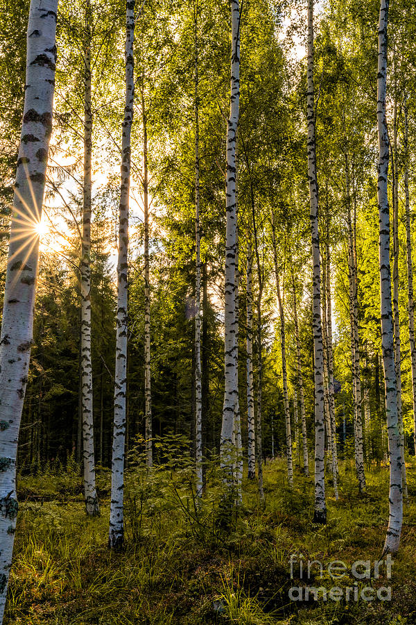 Summer Photograph - Birches by Nando Lardi