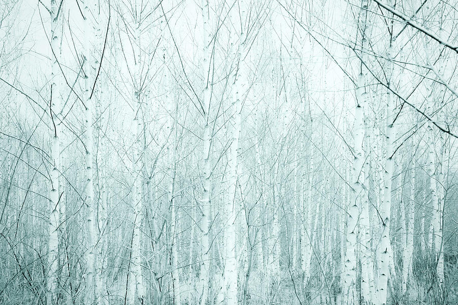 Birches Photograph by Dorit Fuhg