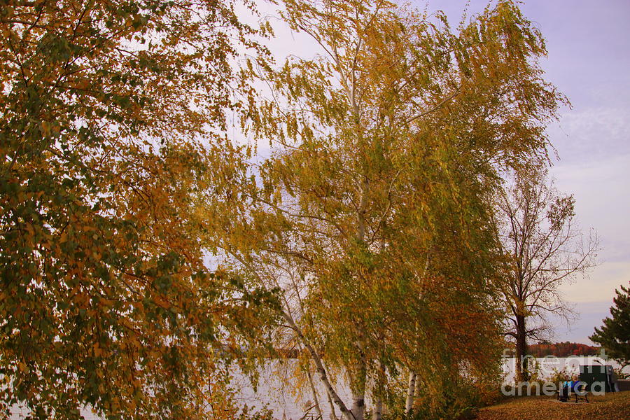 Tree Photograph - Birches in Autumn Light by Lennie Malvone
