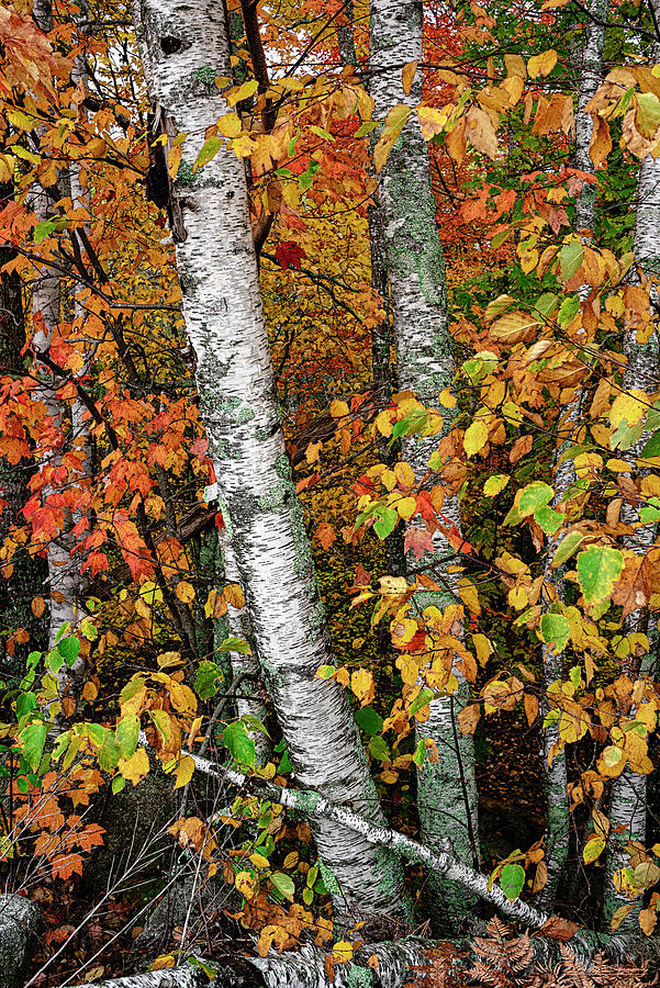 Birches In Autumn Photograph by Marty Saccone