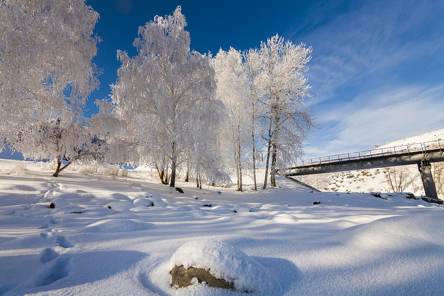 Birches in hoarfrost against the blue sky Photograph by Anton Petrus