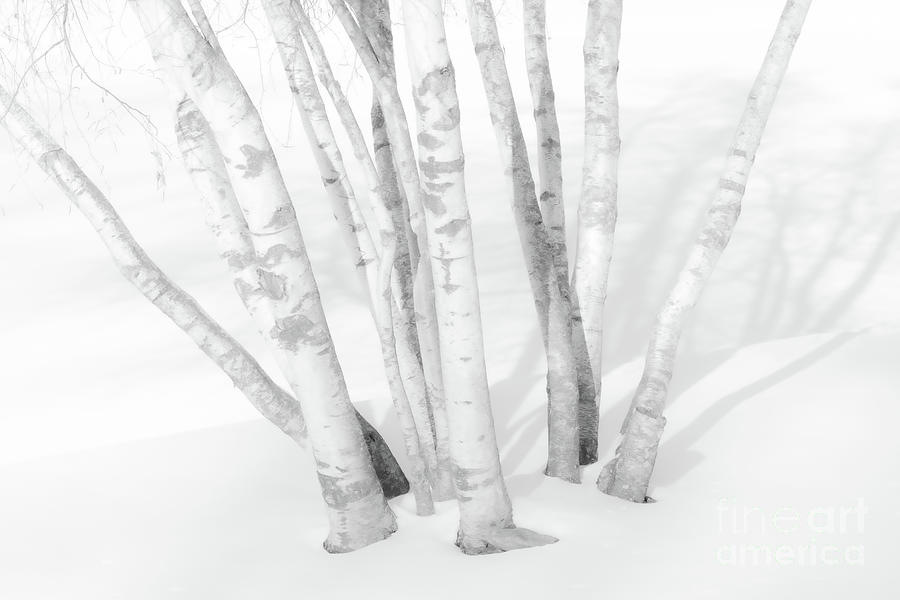 Birches in Snow Photograph by Jim Gillen