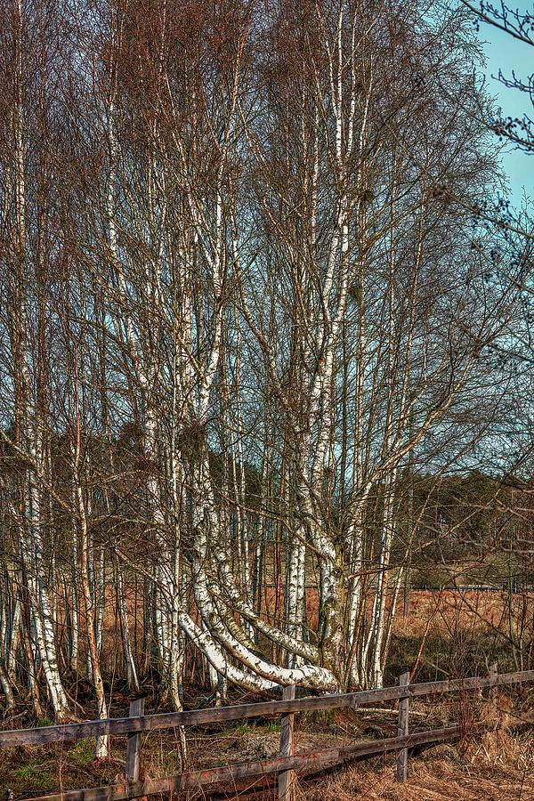 Birches #j7 Photograph