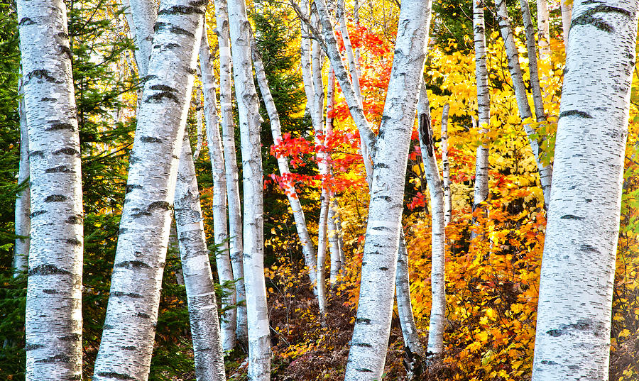 Birches Photograph - Birches by John Bartosik