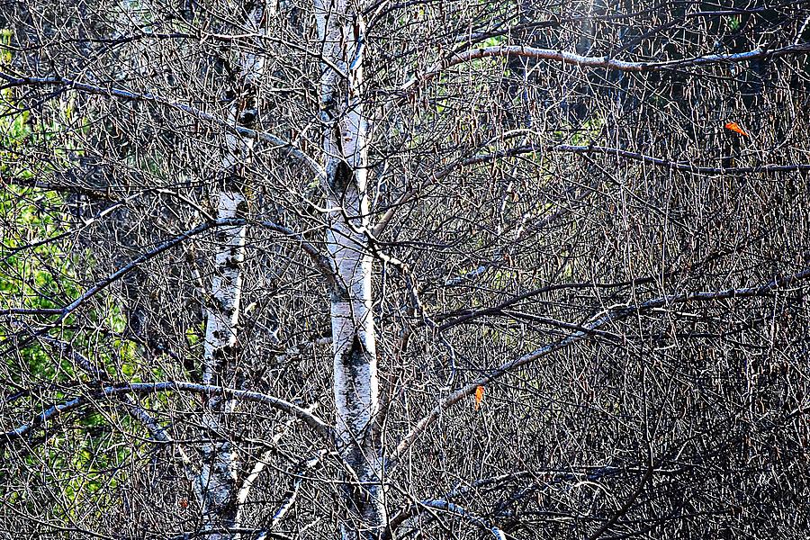 Birches Photograph by Joy Nichols