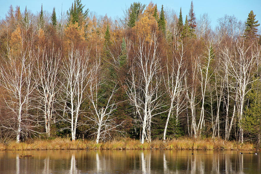 Birches on Walden Pond Photograph by Robert Carter