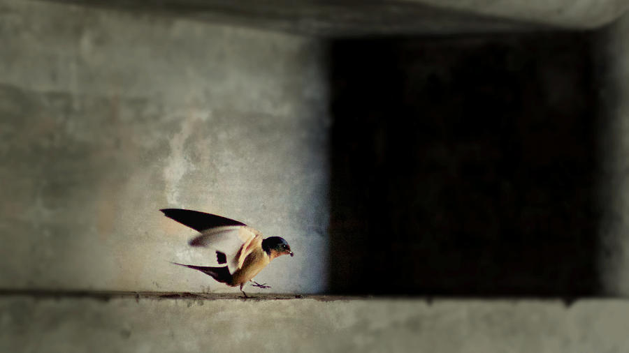 Bird 1 Photograph by Carol Jorgensen