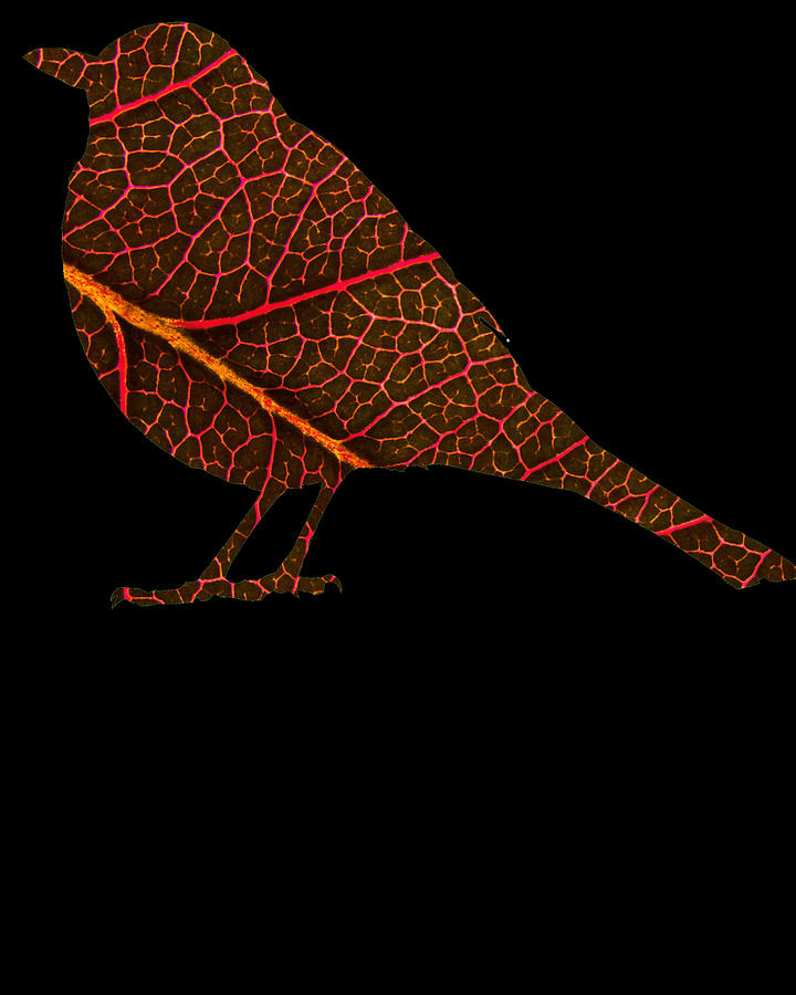 Bird 745 Digital Art by Lin Watchorn