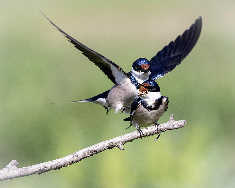 Bird Altercation Photograph by Jaki Miller