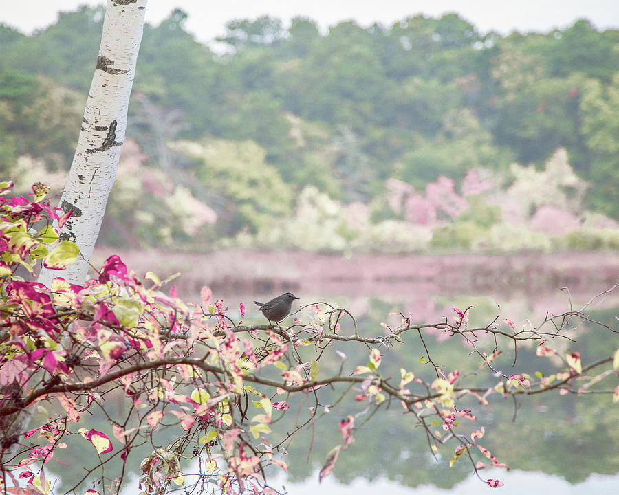 Bird and Birch  Photograph by Brooke T Ryan