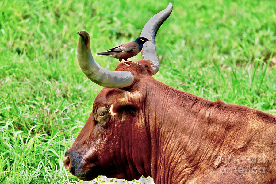 Bird and Bull Hitchin a Ride in Hawaii Photograph by Debra Banks