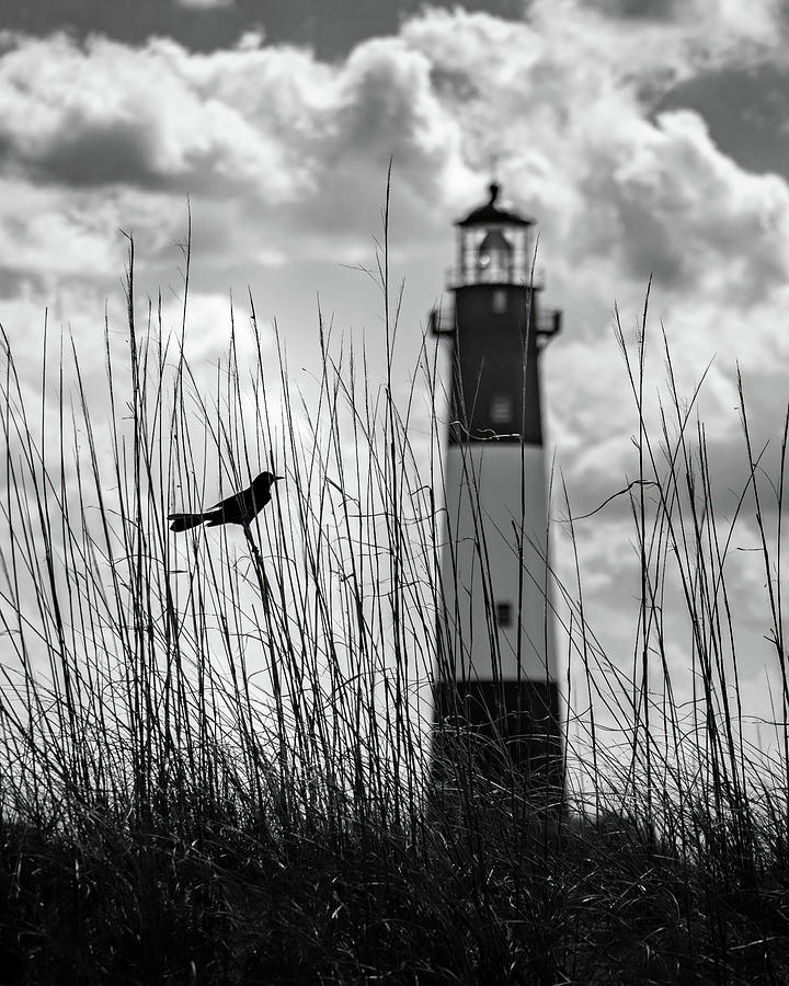 Black And White Photograph - Bird and Lighthouse by Morey Gers