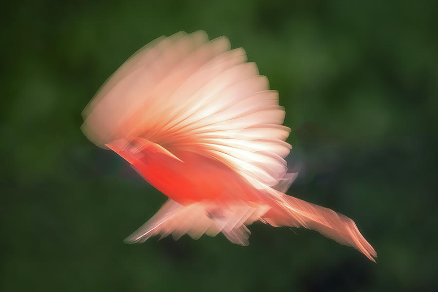 Bird Art - Cardinal - 1 Photograph by John Kirkland