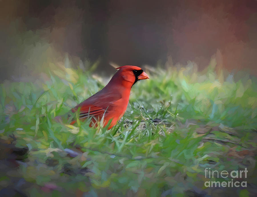 Bird Art - Cardinal In The Grass Photograph