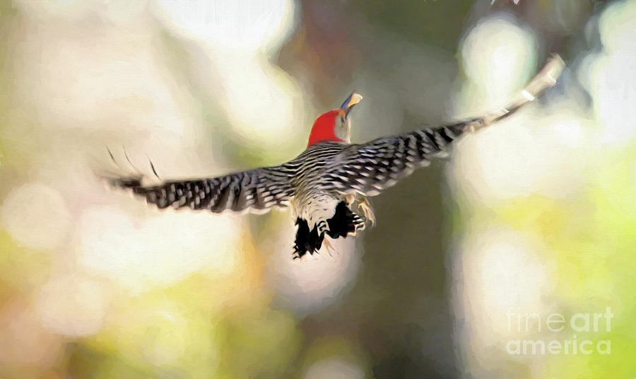Bird Art - Red-bellied Woodpecker Flight Photograph