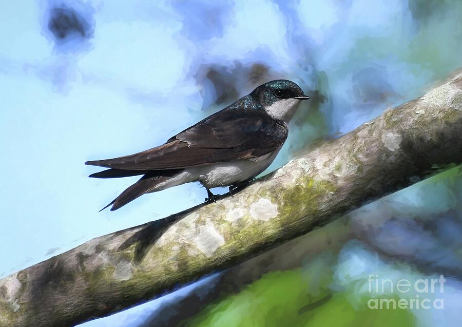 Bird Art - Tree Swallow Photograph