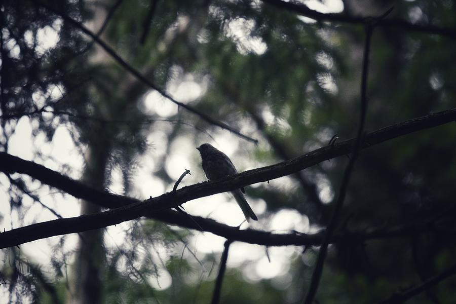 Bird at Dusk Photograph by Evan Foster