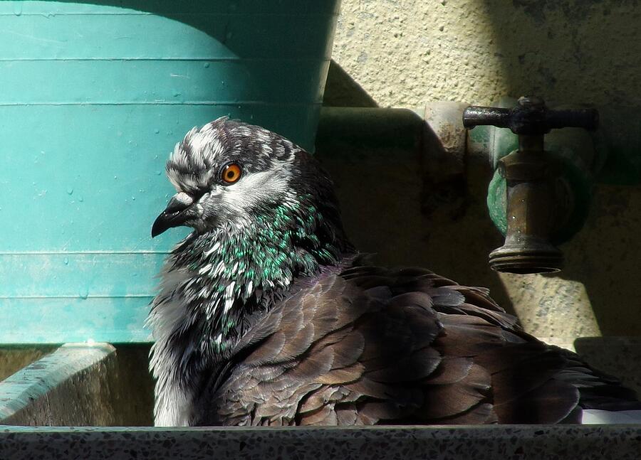 Pigeon Photograph - Bird Bath and Blue by Tanya Cottingham  - stepping without making sound -